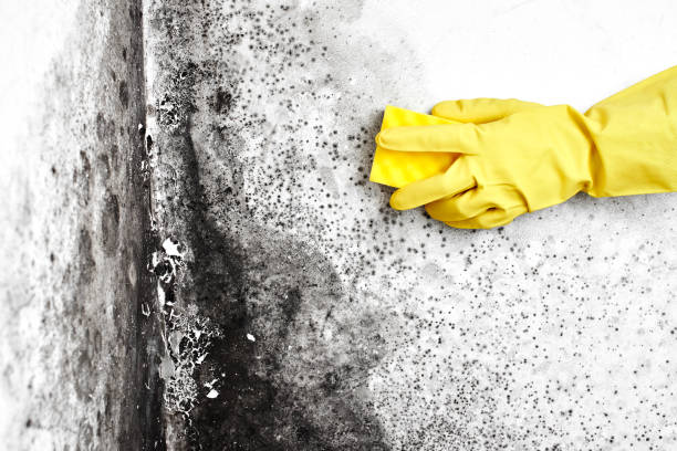 Best Mold Removal Process  in Madison, IL