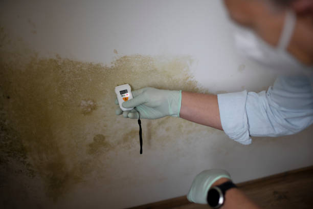 Best Residential Mold Removal  in Madison, IL