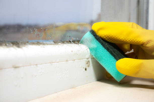 Best Toxic Mold Removal  in Madison, IL