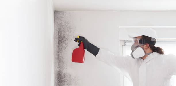 Mold Removal Process in Madison, IL