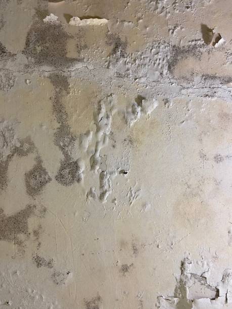 Best Attic Mold Removal  in Madison, IL