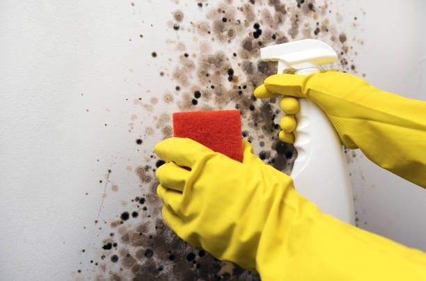Best Mold Inspection  in Madison, IL