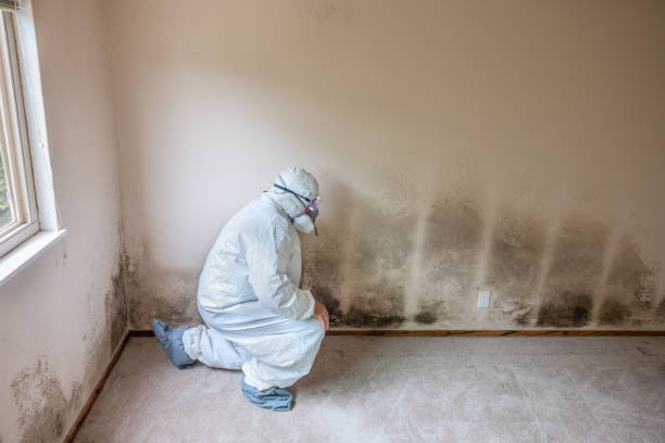 Crawl Space Mold Removal in Madison, IL