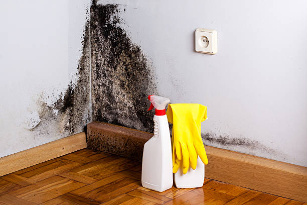 Best Mold Testing  in Madison, IL