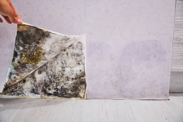 Best Mold Removal Company Near Me  in Madison, IL